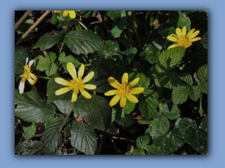 Lesser Celendine. Hetton Bogs. 31st March. 2024 2.jpg